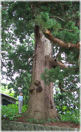 画像:里宮の大杉(幹と並ぶ)