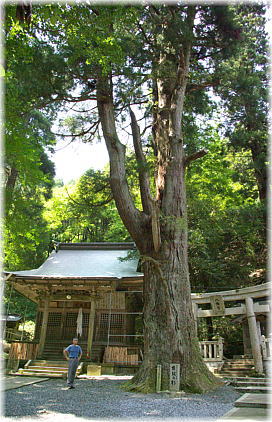 画像:権現の杉(幹と並ぶ)