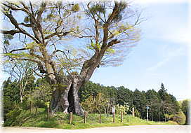 画像:九石のけやき(全景)