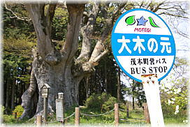 画像:九石のけやき(バス停)