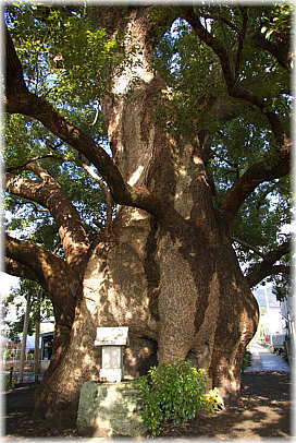 画像:清田の大樟_3