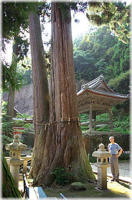 画像:赤後寺のスギ(幹と並ぶ)