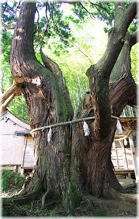 画像:四坊高坂八幡神社のスギ_1
