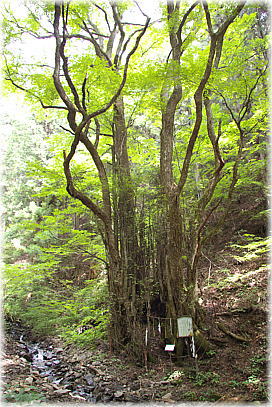 画像:七蔵寺の子持ち桂