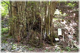 画像:七蔵寺の子持ち桂(幹と並ぶ)