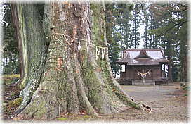 画像:島のケヤキ(ケヤキと社殿)