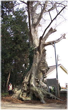 画像:鹿島神社のケヤキ(幹と並ぶ)