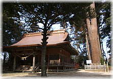 画像：鹿島神社のスギ