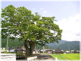 画像:下丹生のケヤキ(全景)