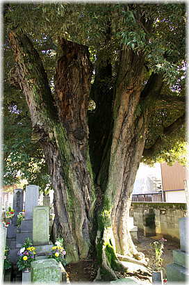 画像:信照寺のシイ