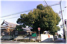 画像:信照寺のシイ(全景)