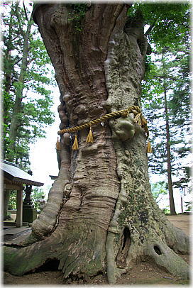 画像:神明社のケヤキ