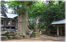 画像:神明社のケヤキ(幹と並ぶ)
