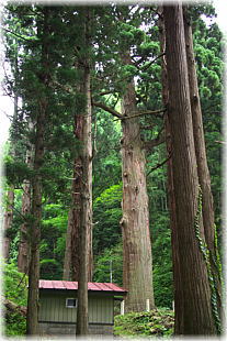 画像:神明社親杉_2