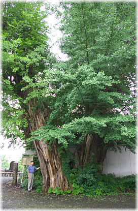 画像:信正寺の銀杏(幹と並ぶ)