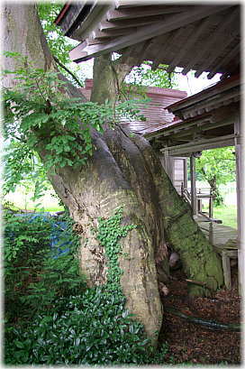 画像:真山神社のケヤキ