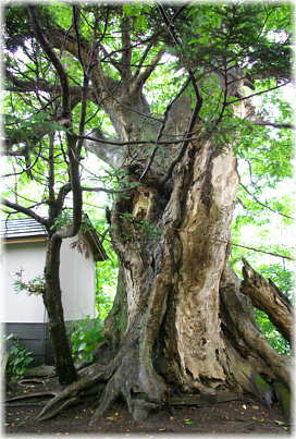 画像:白幡神社のケヤキ