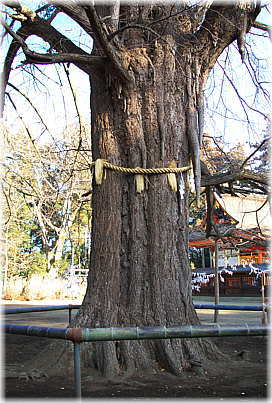 画像:白旗山八幡宮のオハツキイチョウ
