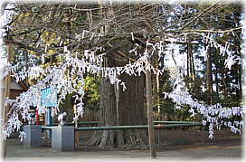 画像:白旗山八幡宮のオハツキイチョウとお神籤