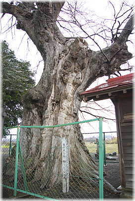 画像:静のムクノキ