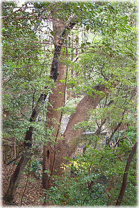 画像:清水寺のクスノキ