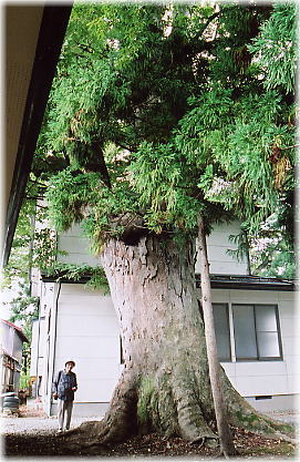 画像:清池八幡神社のケヤキ(幹と並ぶ)