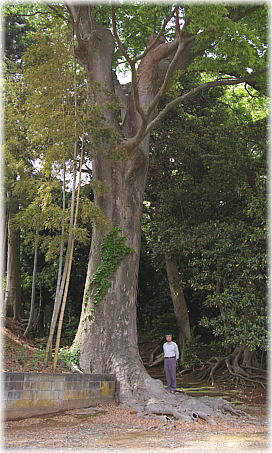 画像:松樹院のケヤキ(幹と並ぶ)