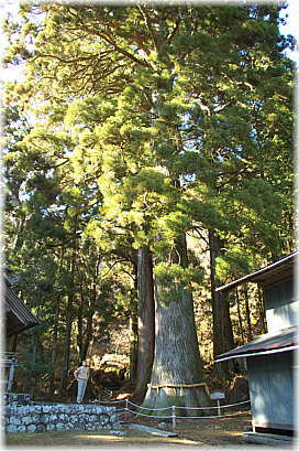 画像:守護神社の大スギ(幹と並ぶ)