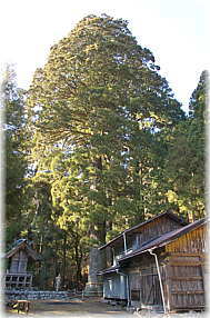 画像:守護神社の大スギ(全景)