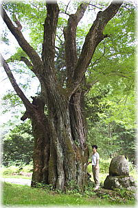 画像:宿ノ平のサイカチ(幹と並ぶ)