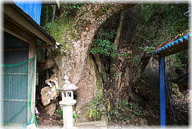 画像:神明社のクスノキ_2