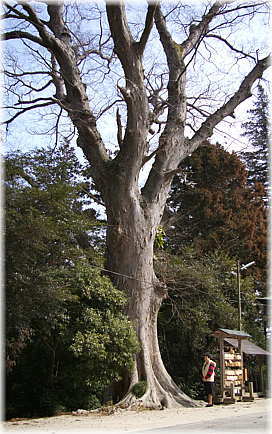 画像:素鵞神社のケヤキ(幹と並ぶ)