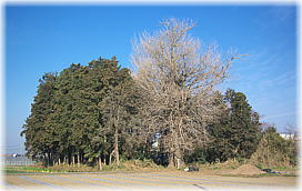 画像:宗光寺のいちょう(全景)