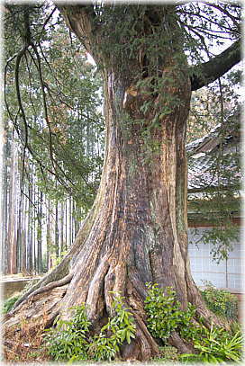 画像:蒼龍寺のカヤ_1