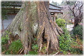 画像:蒼龍寺のカヤ_2