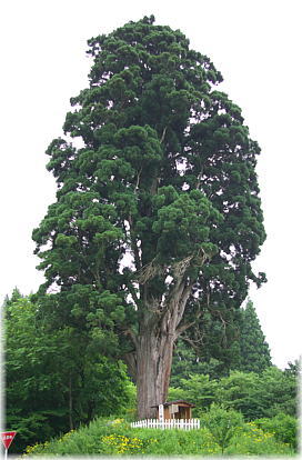 画像:相善杉(全景)