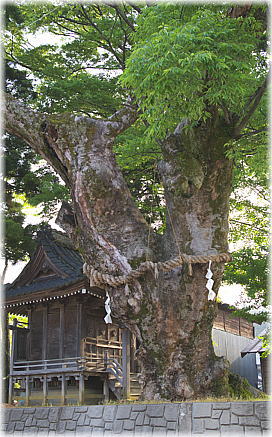 画像:末町の大欅_1