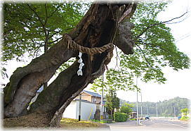 画像:末町の大欅_2