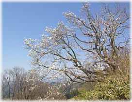 画像:須川の大コブシ(稜線上から)