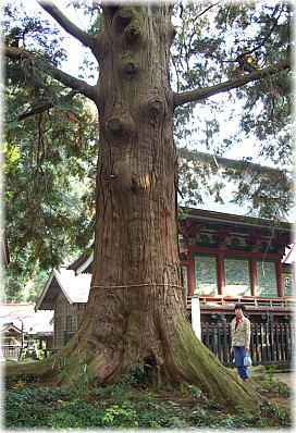 画像:菅原神社の大ヒノキ(幹と並ぶ)