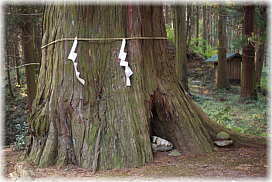画像:菅原神社の大ヒノキ(根元の様子)