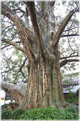 画像:菅谷のカヤ