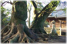 画像:杉森八幡社の夫婦楠_2