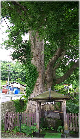 画像:水神様の大欅(幹と並ぶ)