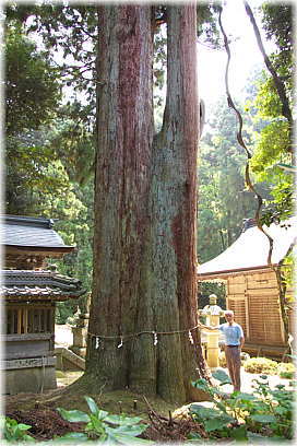 画像:素盞烏命神社のスギ(幹と並ぶ)