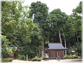 画像:素盞烏命神社のスギ(全景)