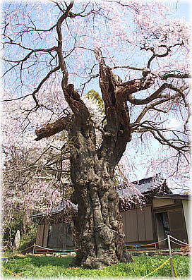 画像:諏訪山の桜