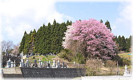 画像:盛林寺のサクラ