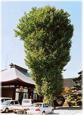 画像:多福院のイチョウ(全景)