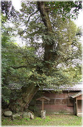 画像:田結神社のスダジイ_1